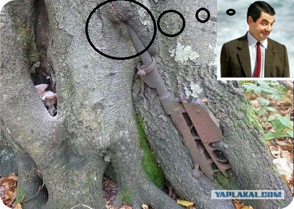 Находки в лесу.