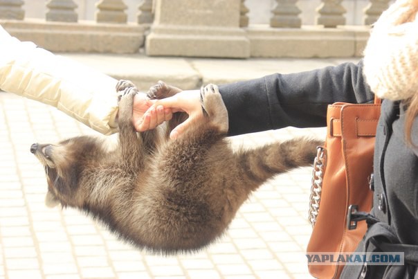 100 самых ценных фотографий енотов
