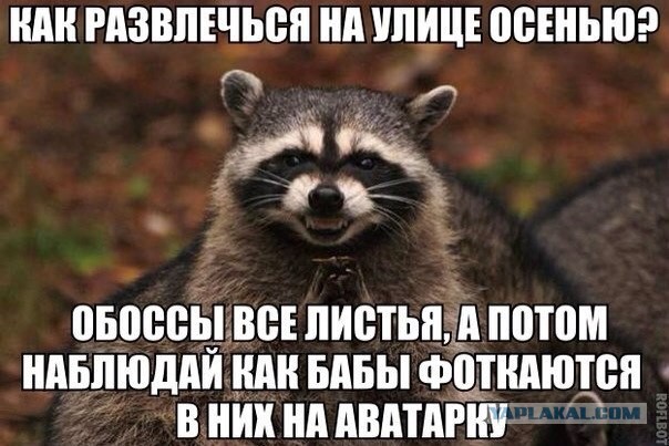 Прикольные еноты картинки с надписями, красотка открытки открытка