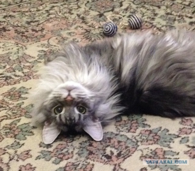 Котовторник