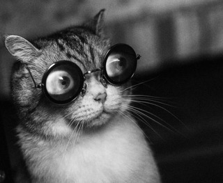 15 котов, которые спрятались от ветеринара