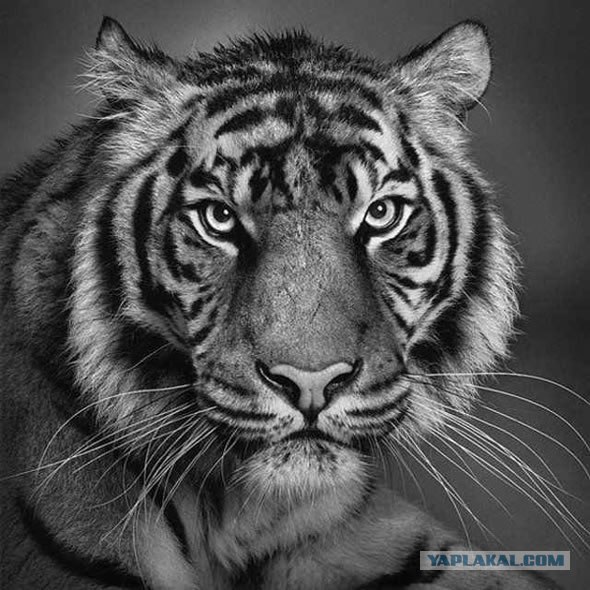 Работы сухой кистью художника Елены Коваленко