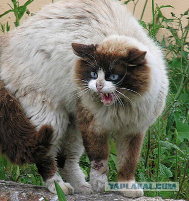 Коты? Не, - слоны!