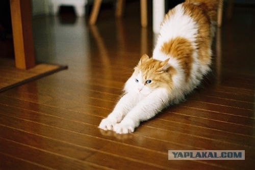 Котовторник 17.11.2015