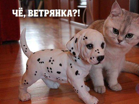 Картинки на пятницу