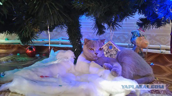 Котовторник