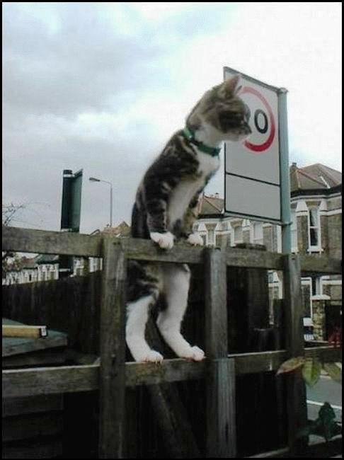 Коты, кошки, котята