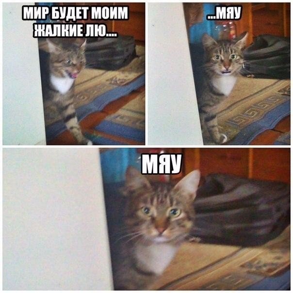 Божьи твари
