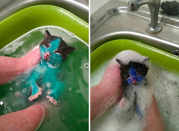 Мохнатые беспредельщики