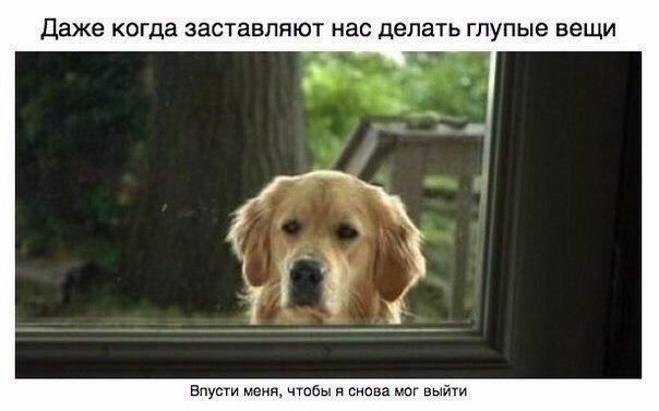 Мохнатые беспредельщики