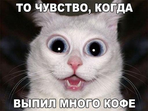 Прикольные животные
