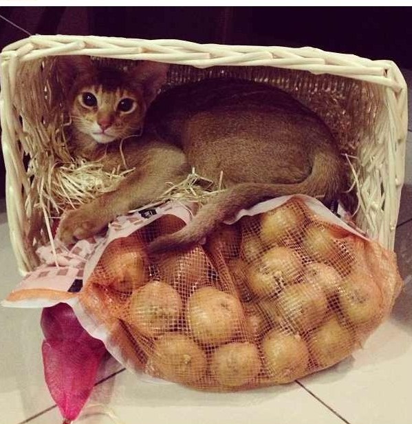 Коробочные коты или кошачий склад