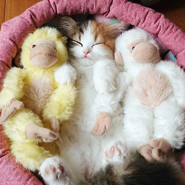 Коты и Кошки