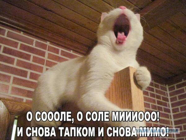 Картинки всякие для поднятия настроения