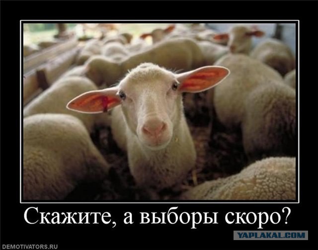 Кинолог про алабая, подаренного Путину: «Умеет собрать козлов в кучу»