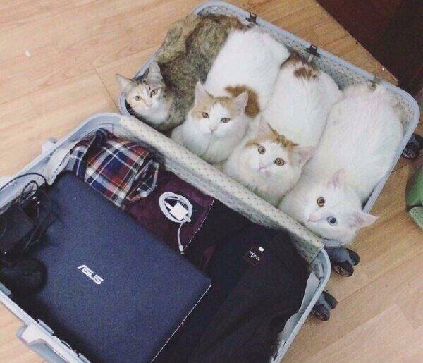 Котовторник 20.03.2018