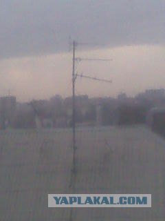Бродячие коты 2 фотки