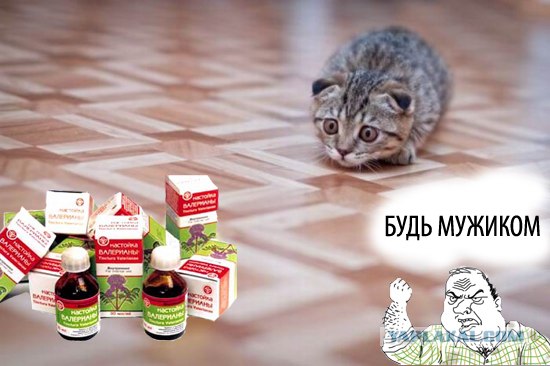 Сегодня котовторник, а котиков все нет