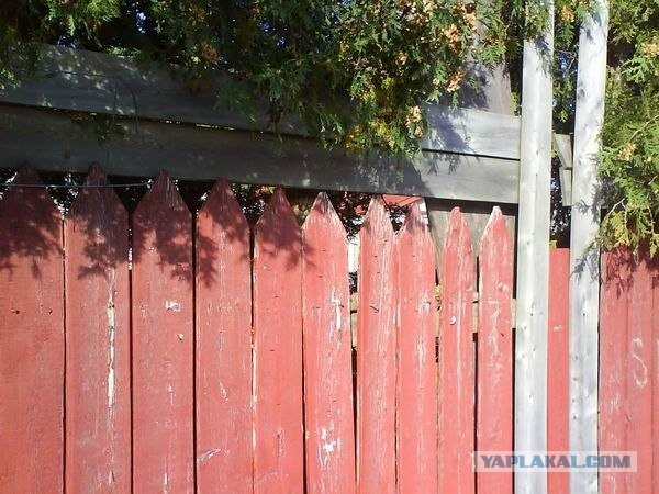 Видите кошку? А она там есть!