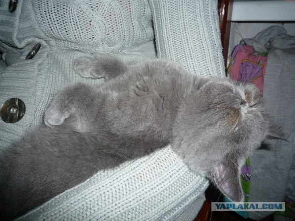 Ну и где ваш котовторник?