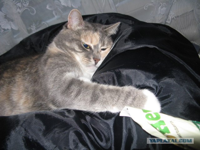 Котовторник  14.08.2012.
