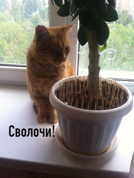 Эти забавные животные