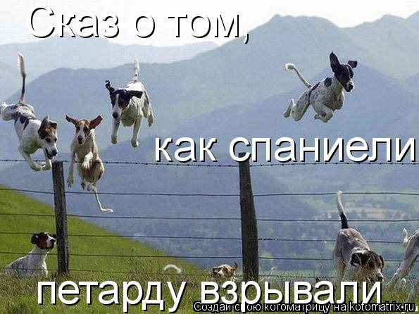 Фотожаба: Кот-ниндзя