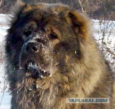 Хамство кавказцев на дороге