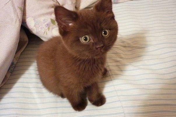 Котовторник. Картинки и буквы 08.02.22