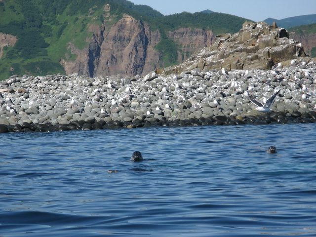 Петропавловск-Камчатский и его окрестности...