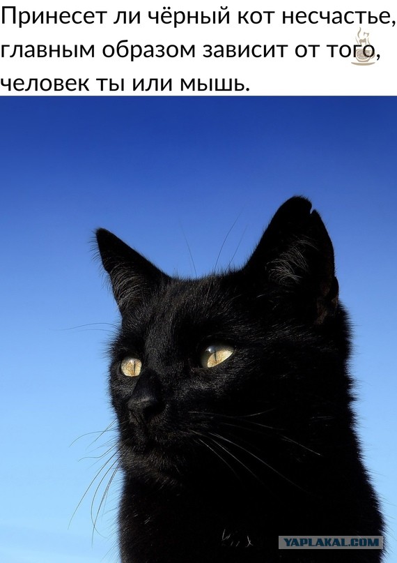 Пьющая красавица: мифы и правда о женском алкоголизме