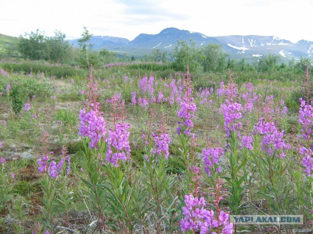 Красота! Лето на Ямале. Фото