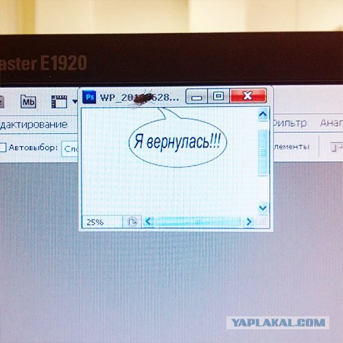 Сегодня на работе, ко мне прилетала муха.