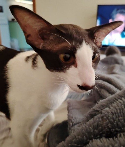 Ну раз котоффторник!