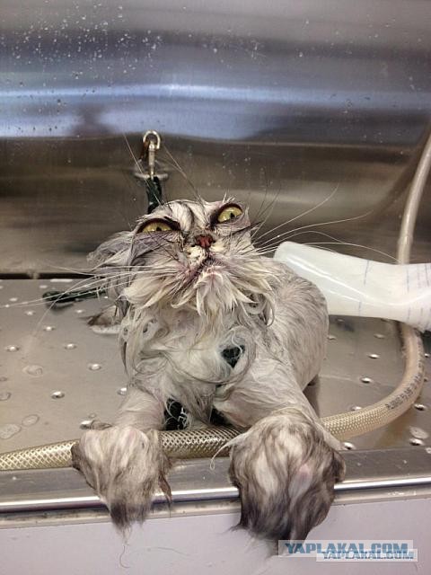 Невыразительные коты