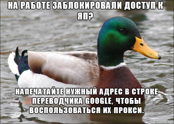 Утка - советчик