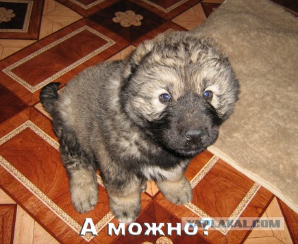 Веселый Барнаул