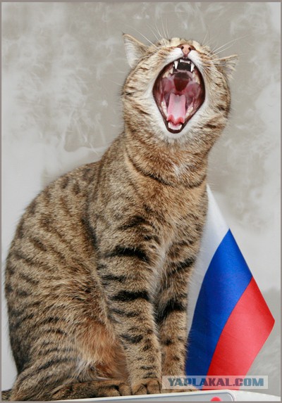 Кошка слушает гимн России