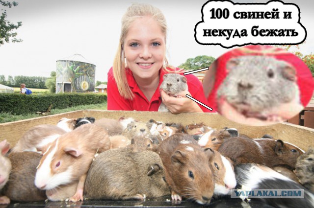 Вот это я понимаю - альфа-самец и отец-герой!