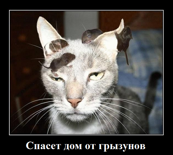 30 способов использования котов