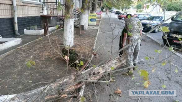 Боец ПС охранял дерево