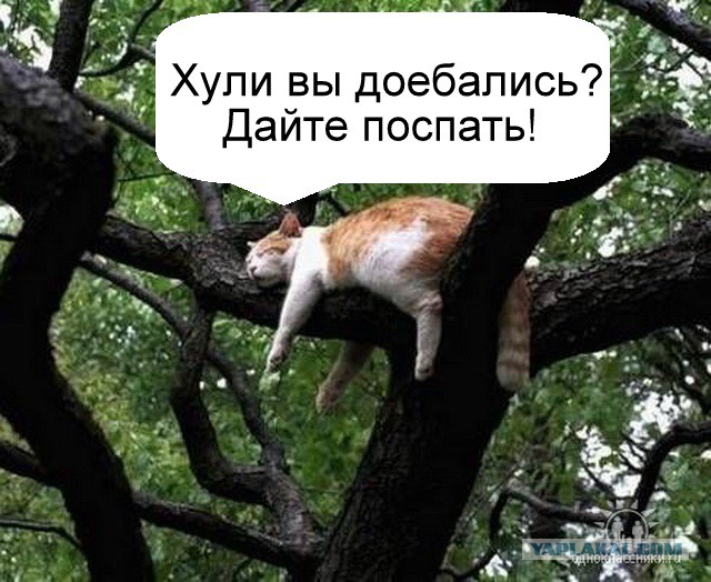 Принцесса диких гопников