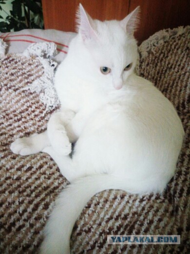 Котовторник 15.12.2015