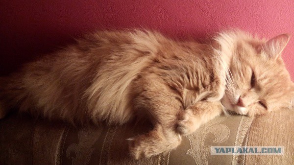 Кошка, которая спит не там (котовторнику посвящается)