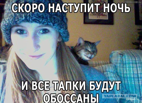 Интересные факты о сиамских кошках