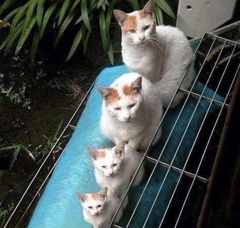 Божьи твари