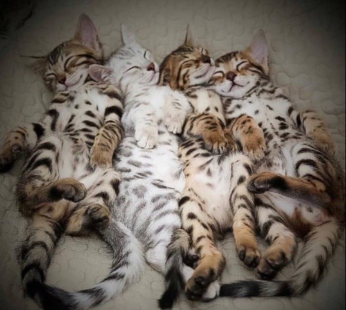 Коты из сети