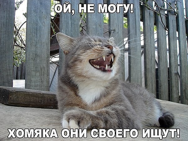 20 открыток с истинными мыслями котов