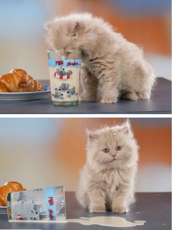 Коты и Кошки