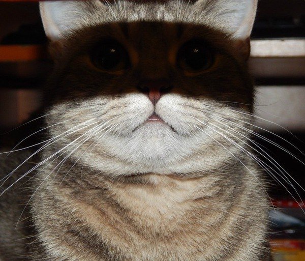 Журнал деградант